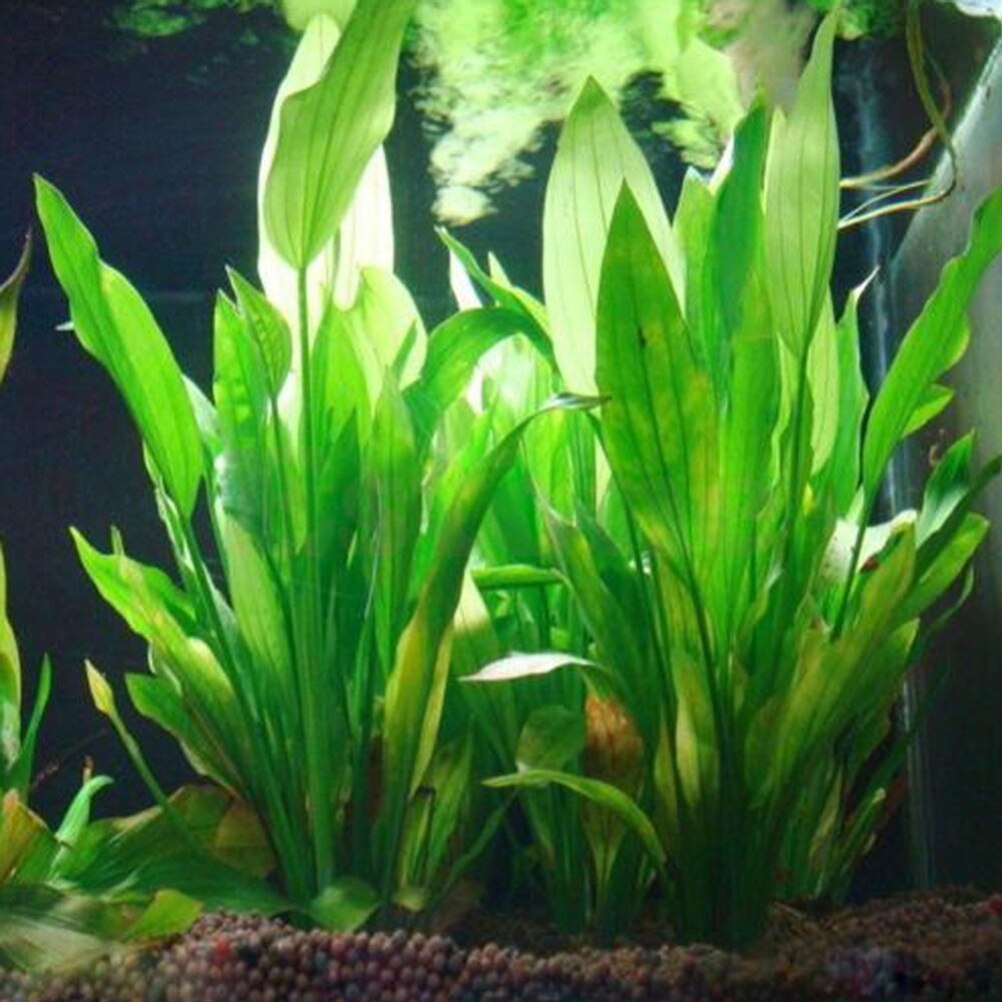 Aquarium Plants Live - 15 سنتيمتر حوض السمك الاصطناعي ديكور