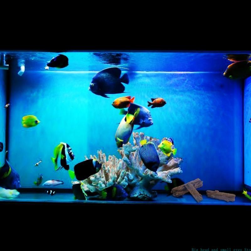 حوض السمك الديكور شجرة جذع سجل - مراجعة Aquarium Plant Substrate وسعره