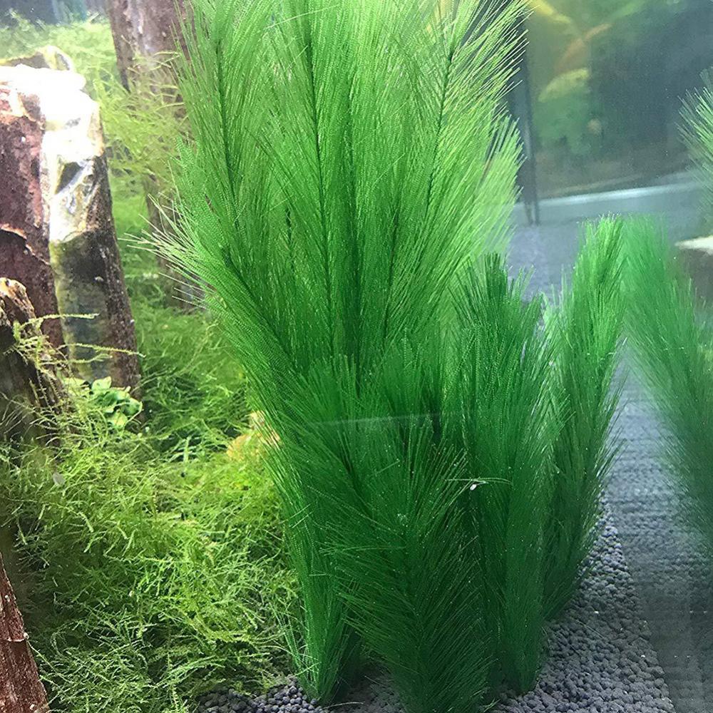 1/3 قطعة 28/40 سنتيمتر حوض للأ - مراجعة Live Plant Aquarium وسعره