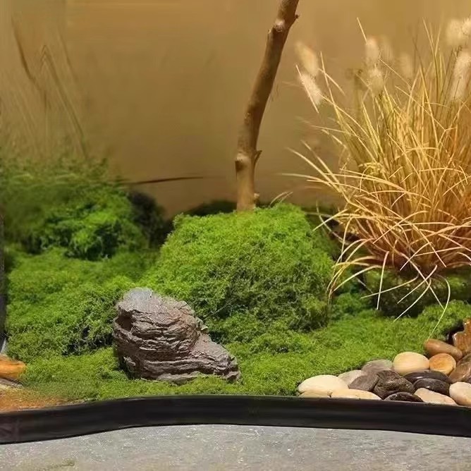 عشب الحياة الأبدية 200 جرام، ن - مراجعة Aquarium Moss وسعره