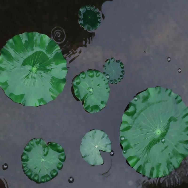 أوراق زنبق الماء الاصطناعية 20 - مراجعة Aquarium Moss وسعره