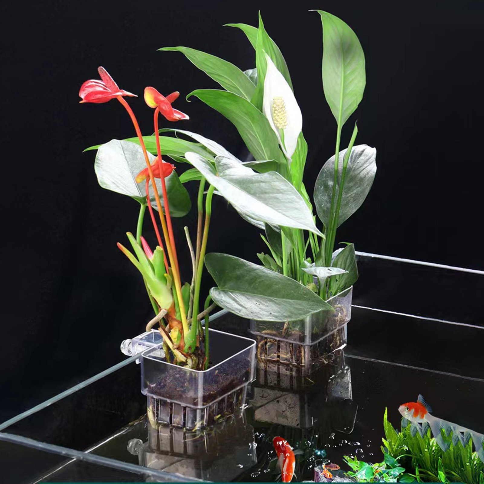 حامل نباتات أكريليك شفاف، سلة  - مراجعة Aquarium Plant Holder وسعره