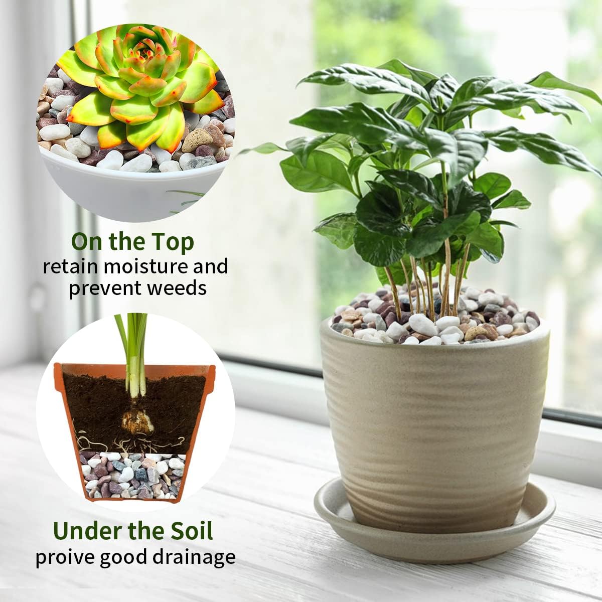 حصى ملون مختلط، حصى زخرفية لأح - مراجعة Plant Aquarium Pot وسعره