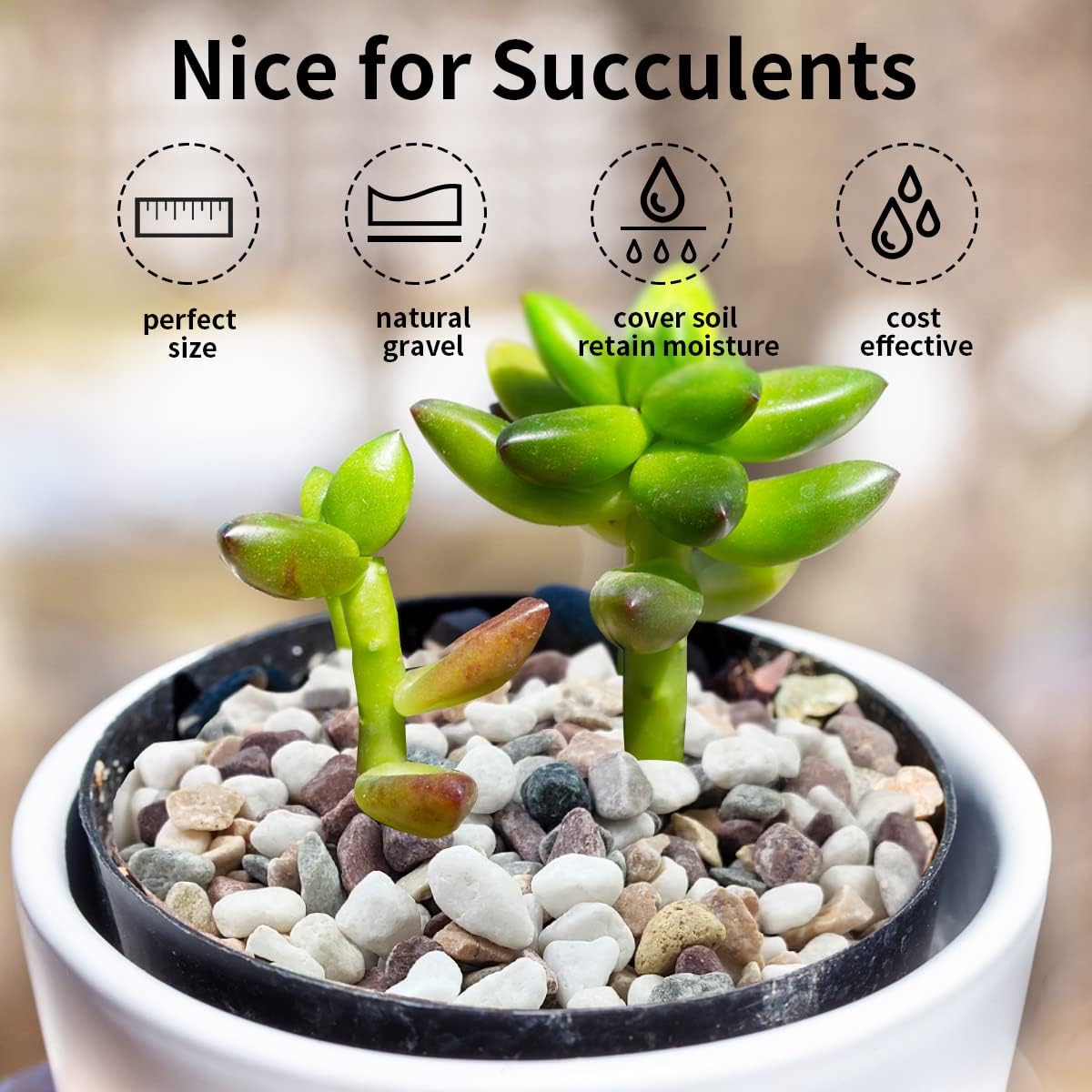حصى ملون مختلط، حصى زخرفية لأح - مراجعة Plant Aquarium Pot وسعره