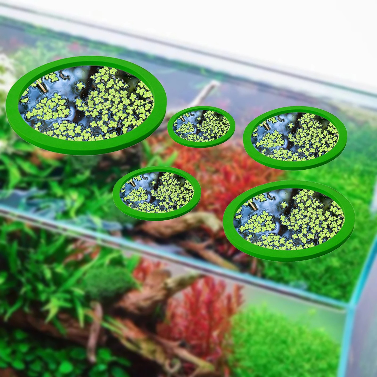5 قطعة إيفا الأسماك تغذية حلقة - مراجعة Planted Tank وسعره