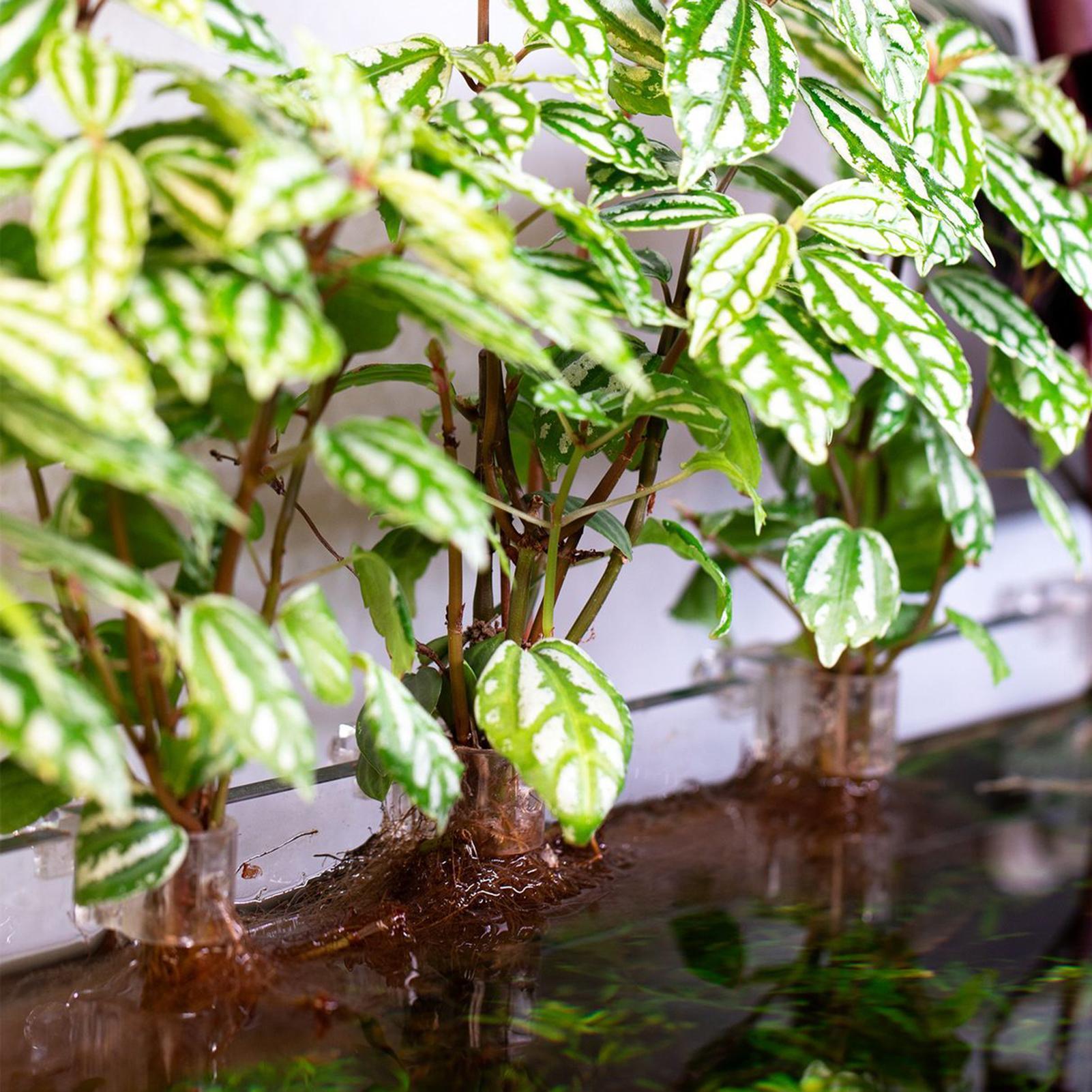 6 قطع حاملات نباتات للأحواض ال - مراجعة Aquarium Plants Live وسعره