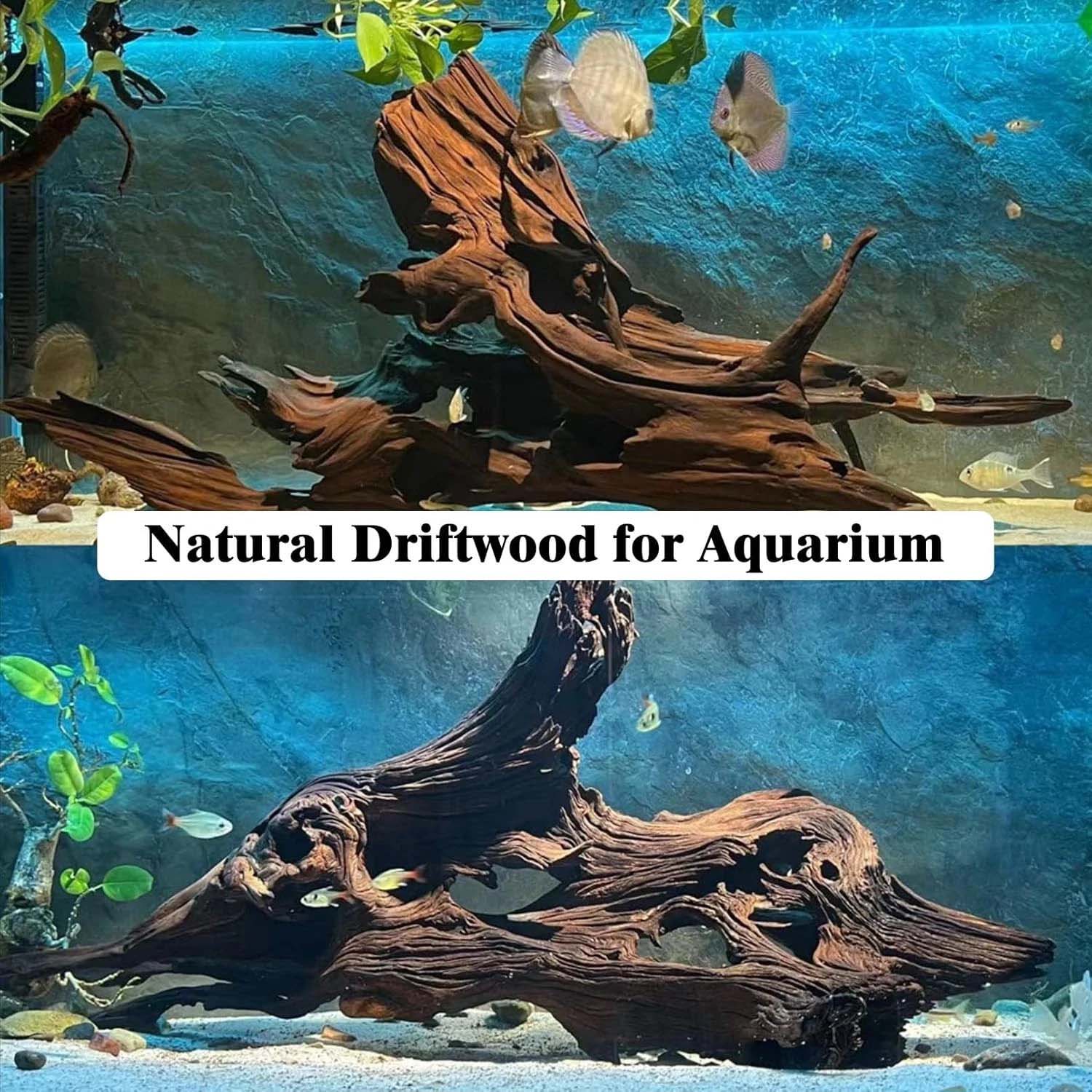 قطعة واحدة من الخشب الطبيعي ال - مراجعة Aquarium Plants Live وسعره