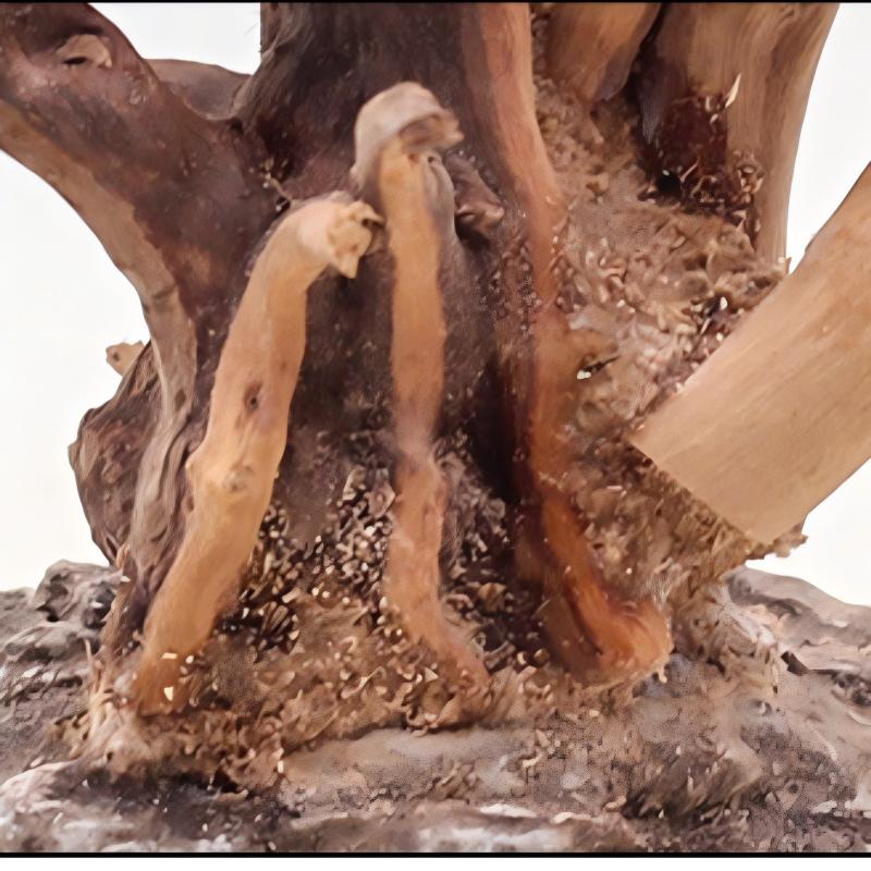 1 قطعة حوض السمك المناظر الطبي - مراجعة Aquarium Driftwood وسعره