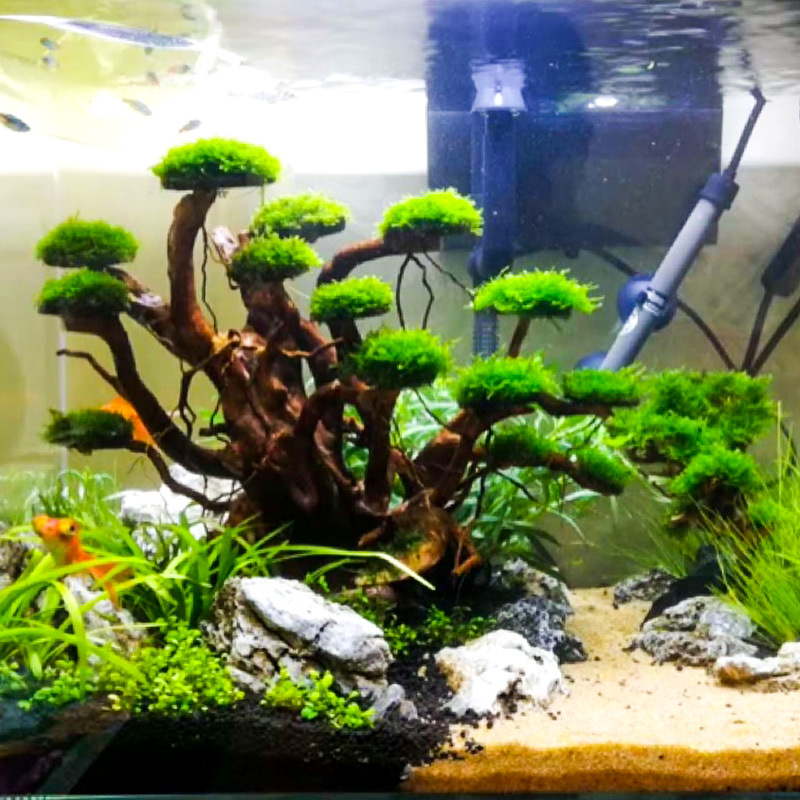 زينة حوض السمك: شجرة طحلب، هيك - مراجعة Aquarium Driftwood وسعره