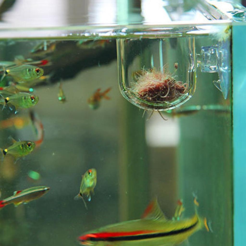 سلة تغذية الأسماك، وعاء زجاجي  - مراجعة Aquarium Plants Live وسعره